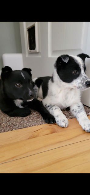 MATILDA - Australian Cattle Dog/Blue Heeler / Border Collie available for adoption