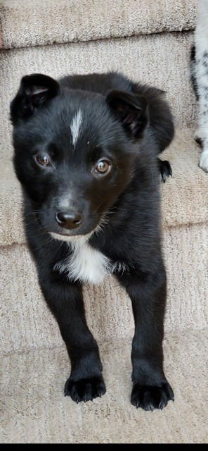 MAUI.320   CFV - Australian Cattle Dog/Blue Heeler / Border Collie available for adoption