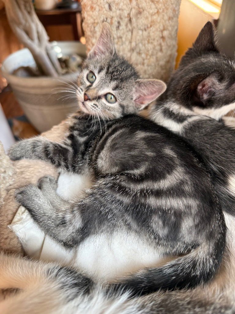 ANGIE - Domestic Short Hair available for adoption