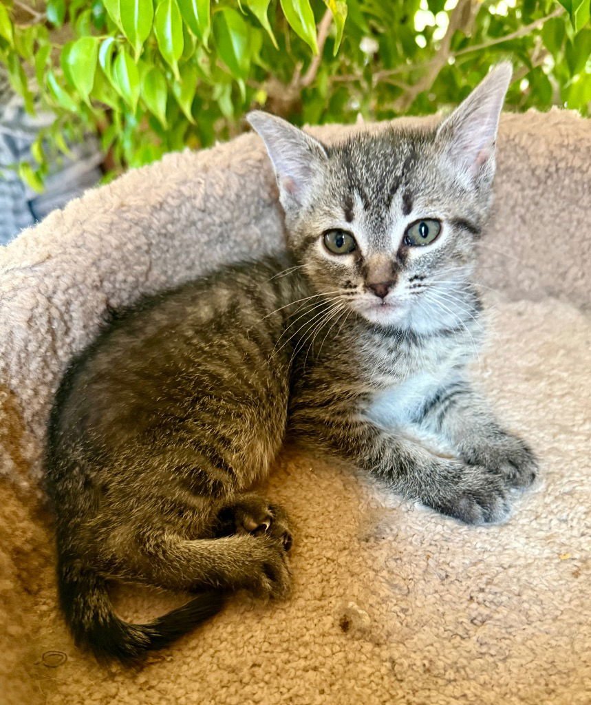 ALLY - Domestic Short Hair available for adoption