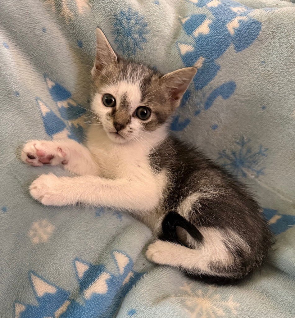 ALPHA - Domestic Short Hair available for adoption