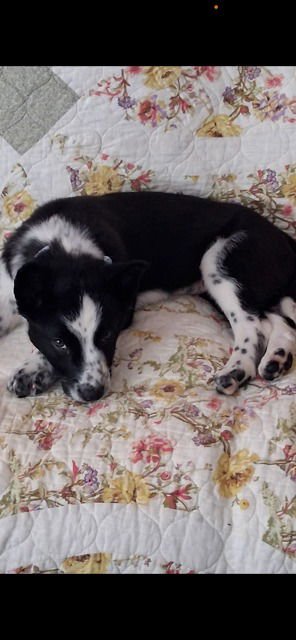 MARGIE - Border Collie / Australian Cattle Dog/Blue Heeler available for adoption