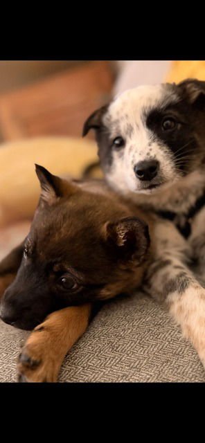 MAPLE - Australian Shepherd / Australian Cattle Dog/Blue Heeler available for adoption