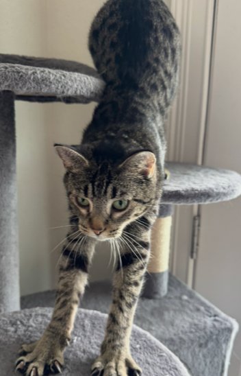 MIA - American Shorthair / Tabby available for adoption