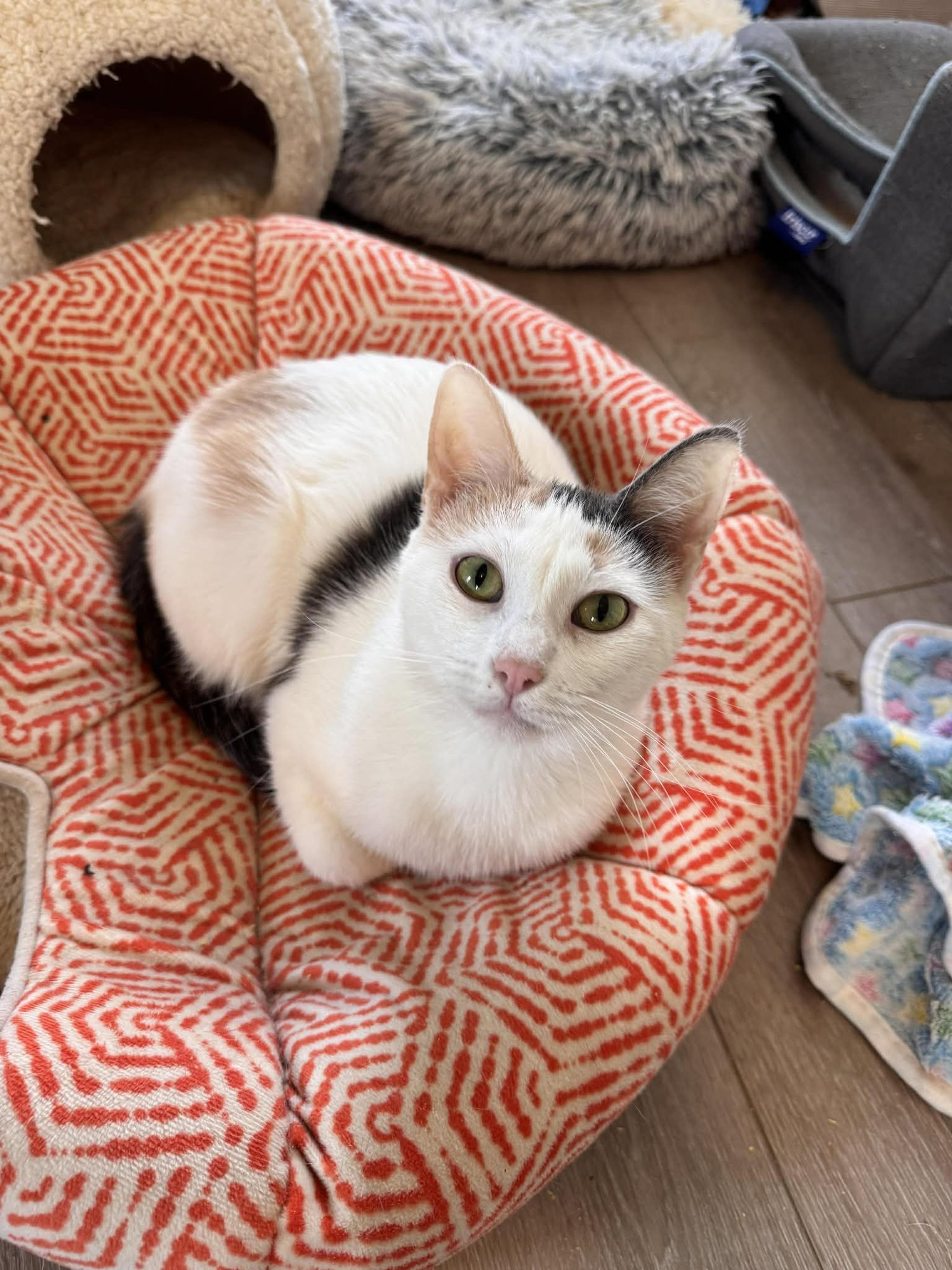 GERTY - Domestic Short Hair available for adoption