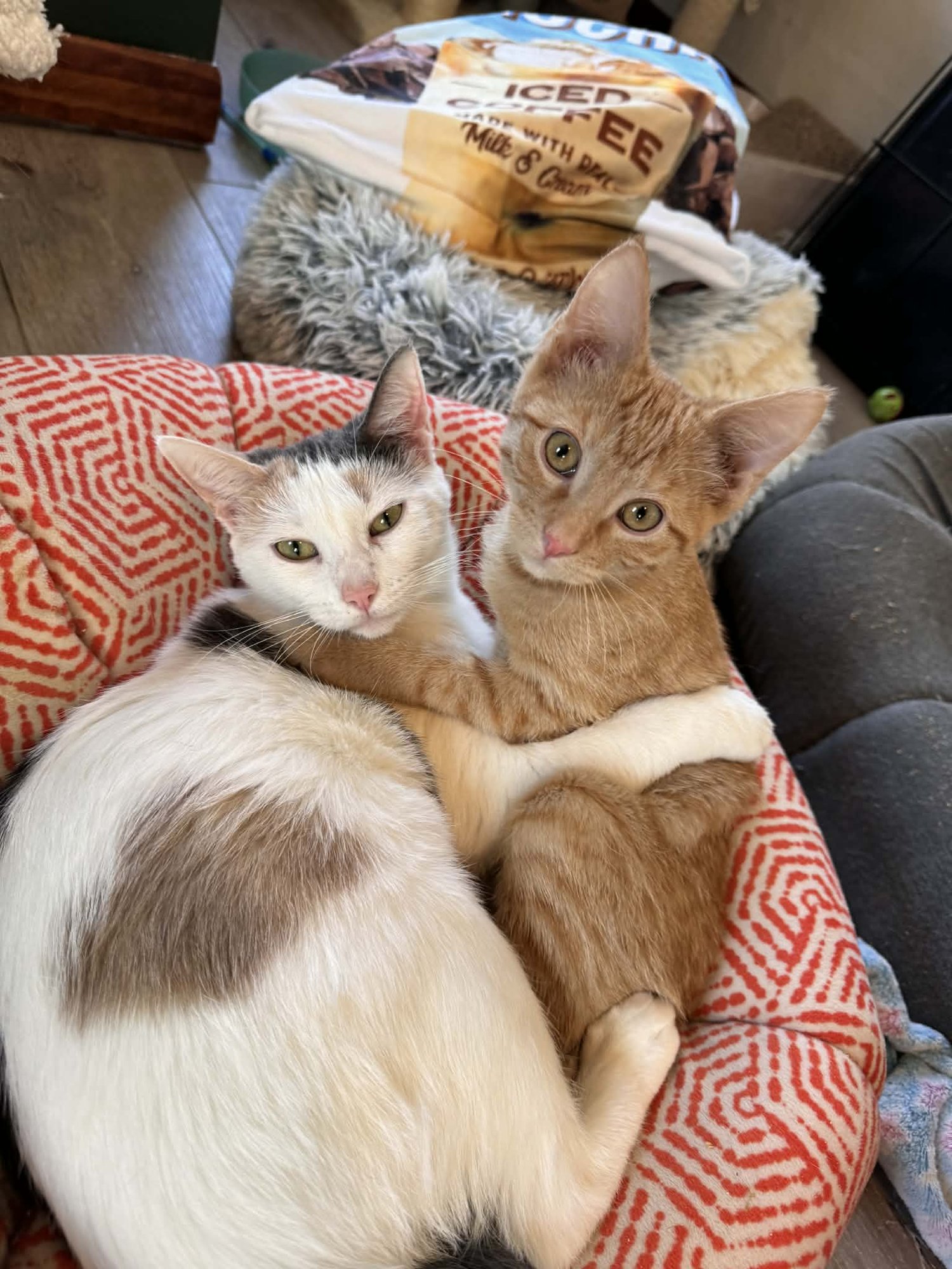 GERTY - Domestic Short Hair available for adoption