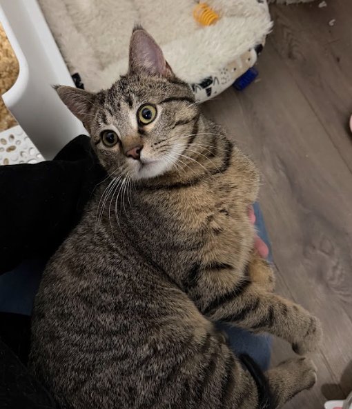 ARCHIE - Domestic Short Hair available for adoption