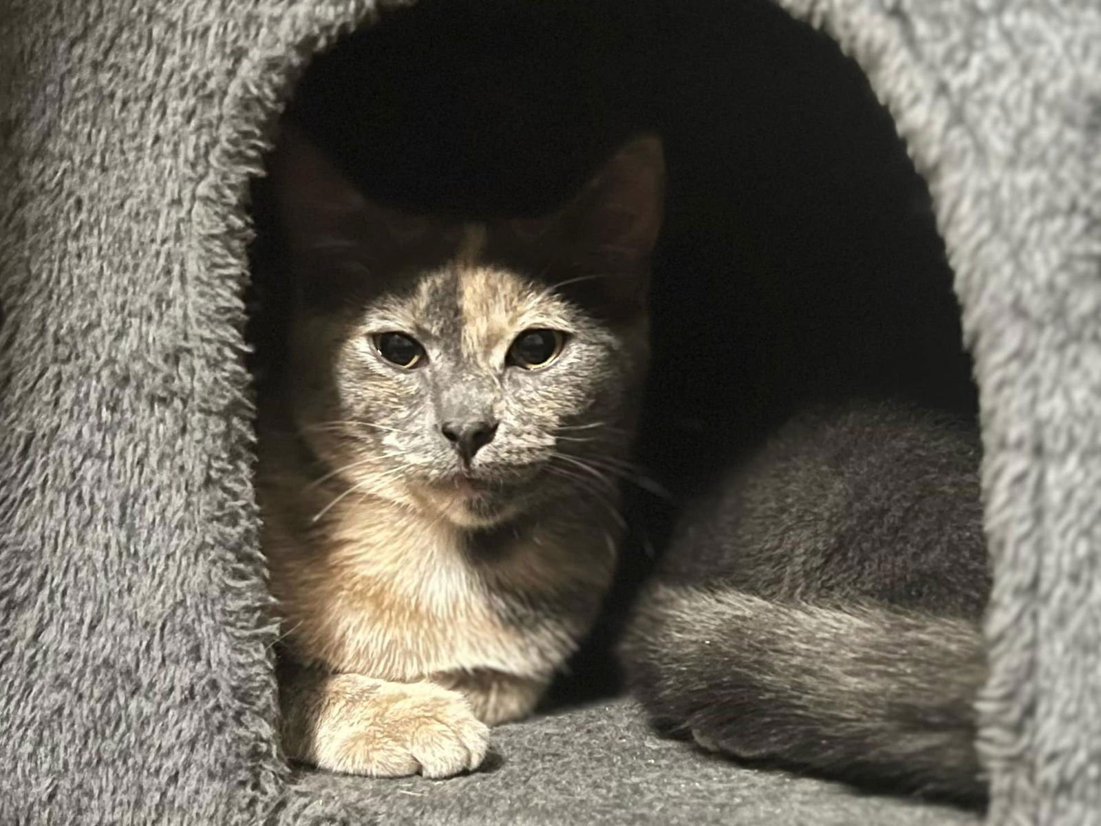 GEORGIA - Dilute Tortoiseshell available for adoption