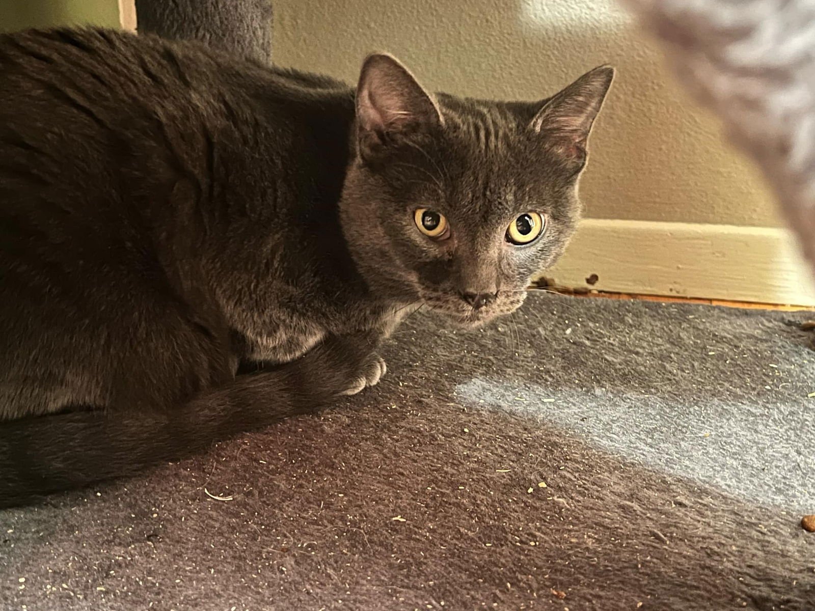 TENNESSEE - Domestic Short Hair available for adoption