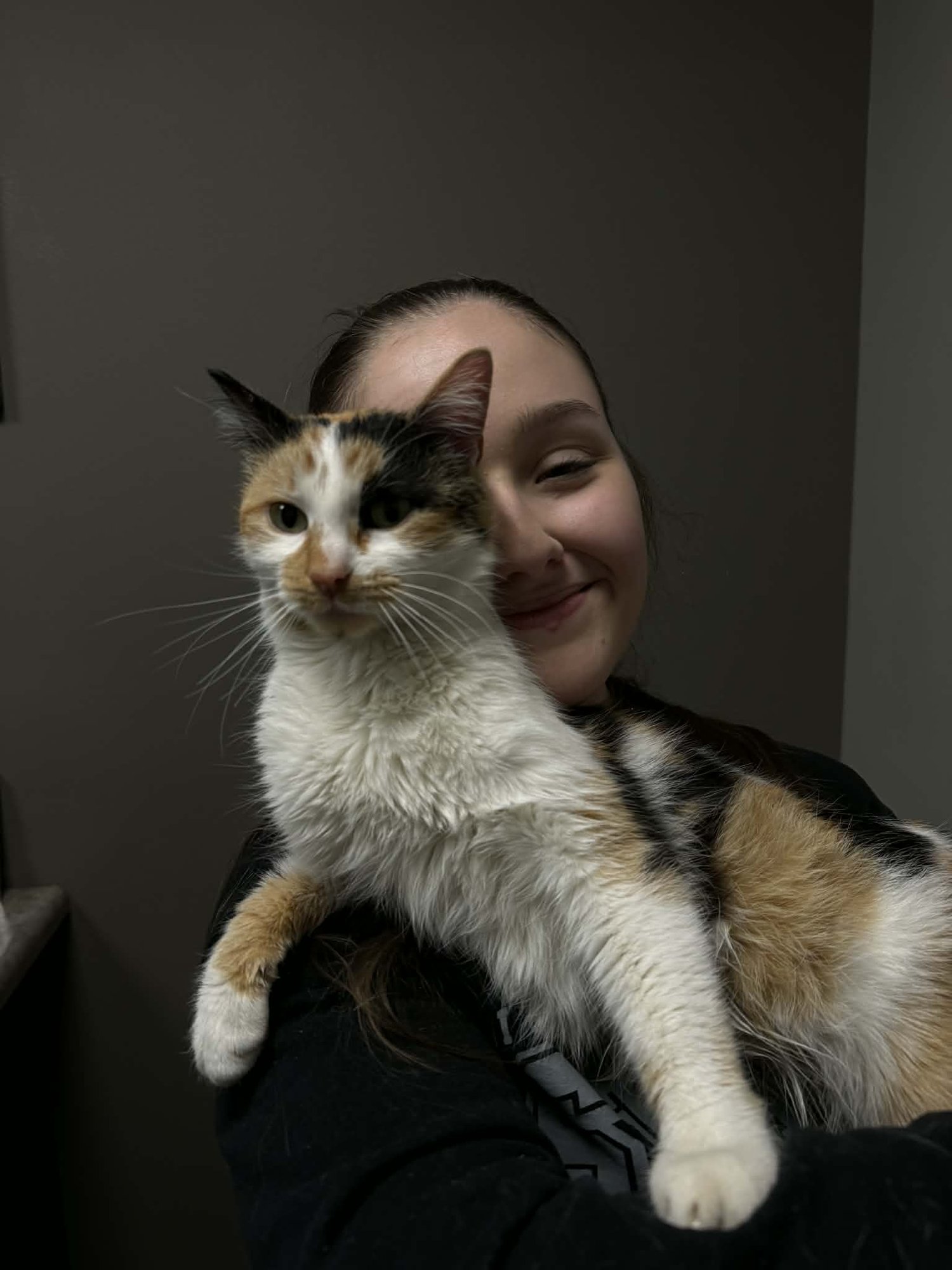 JELLY - Domestic Medium Hair available for adoption