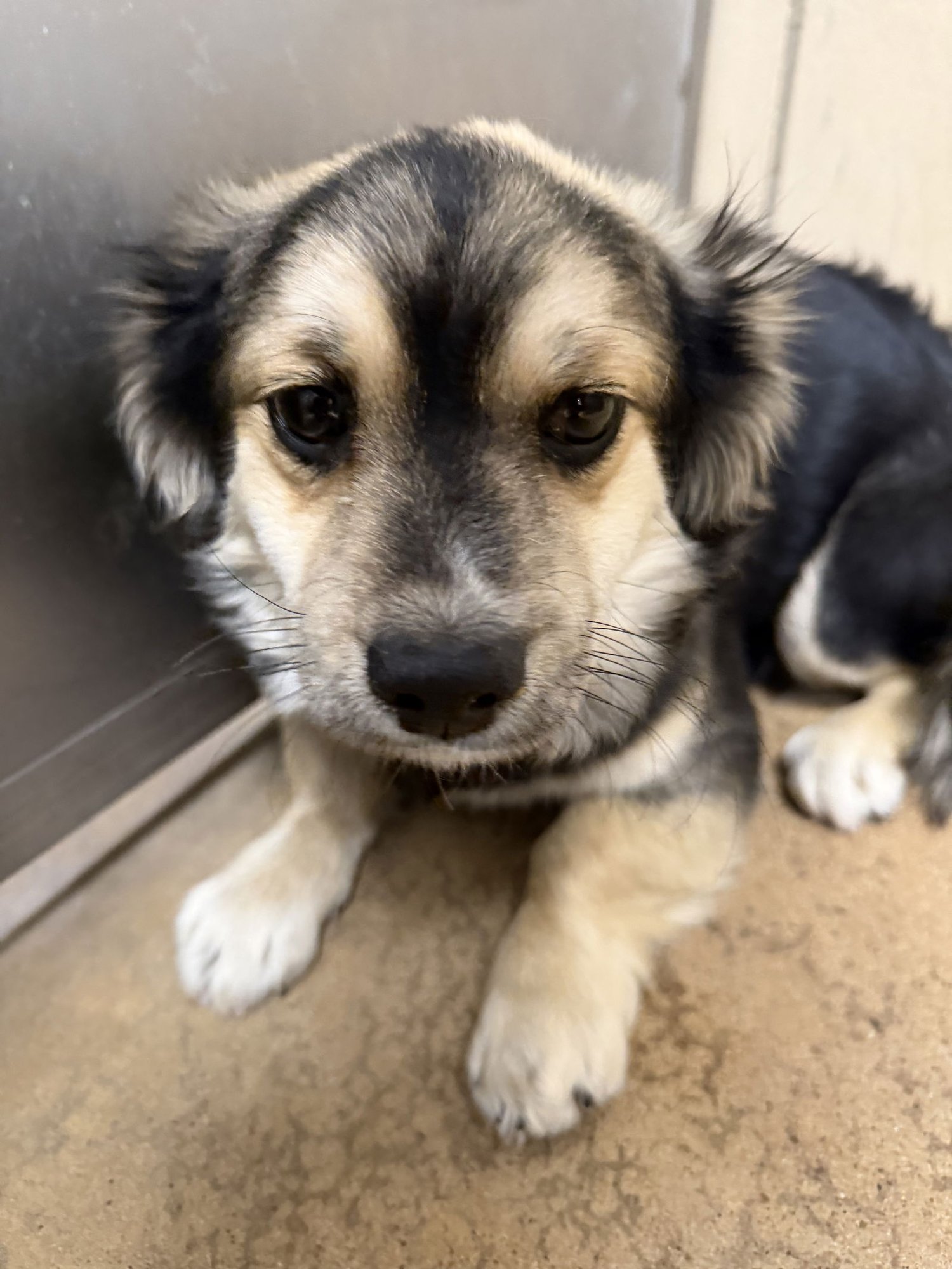 FLINT - Dachshund / Pomeranian available for adoption