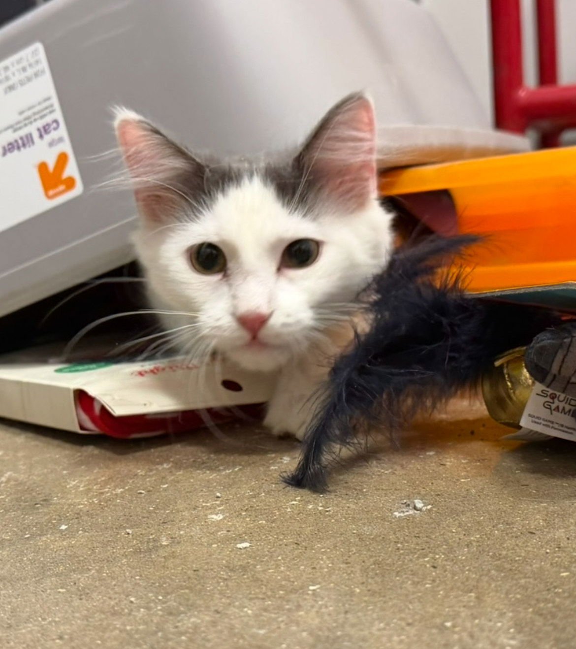 CHARLIE - Domestic Long Hair available for adoption