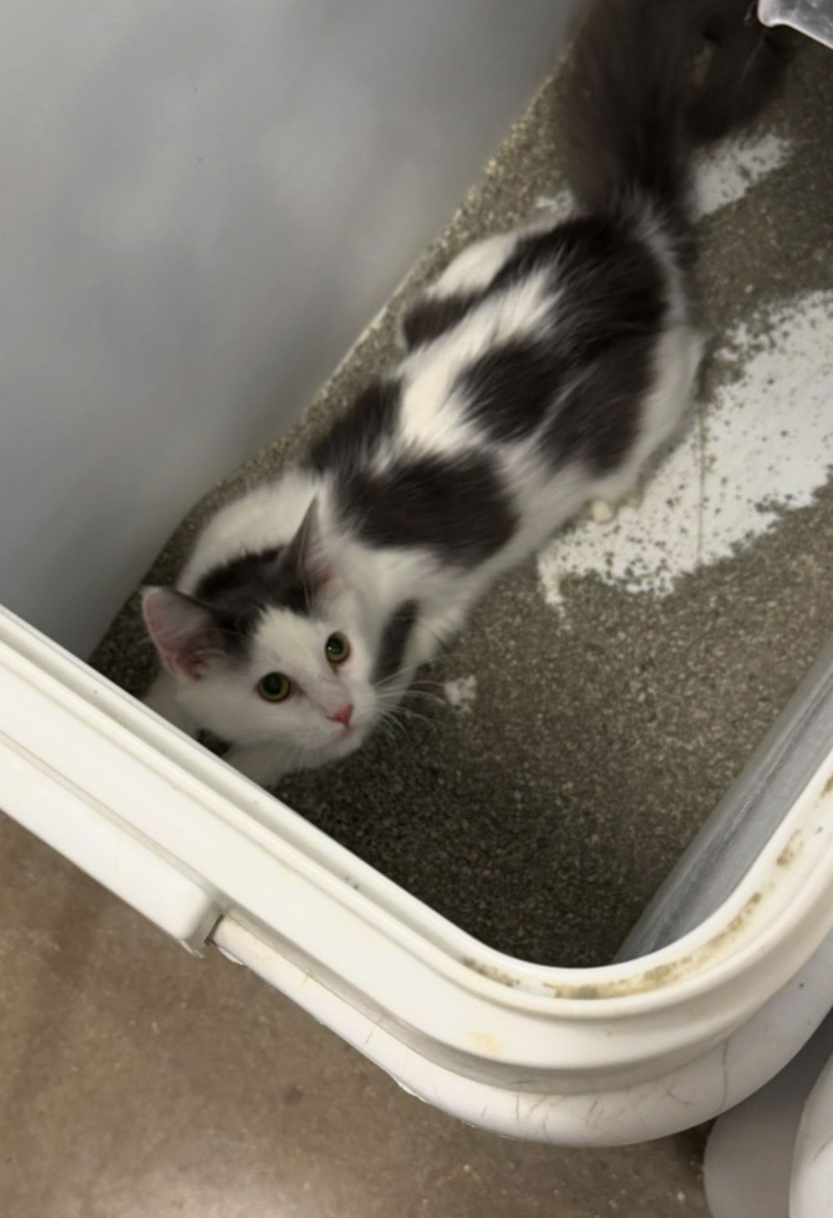 CHARLIE - Domestic Long Hair available for adoption