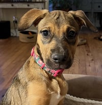 Evie - Photo 7