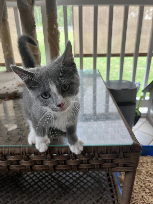 MICAH - Domestic Short Hair available for adoption