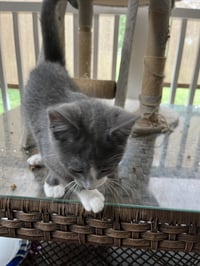 Micah - Photo 4