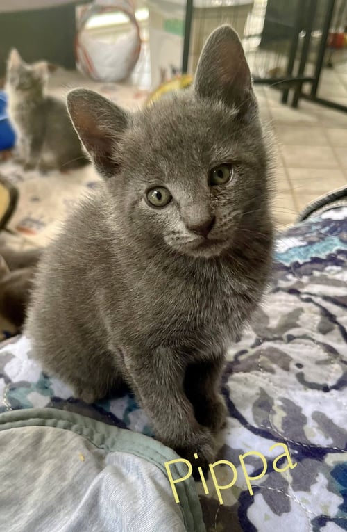 PIPPA - Chartreux / Russian Blue for adoption in Winston-Salem