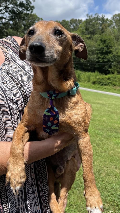 FREDERICK - Dachshund / Chihuahua for adoption in Winston-Salem