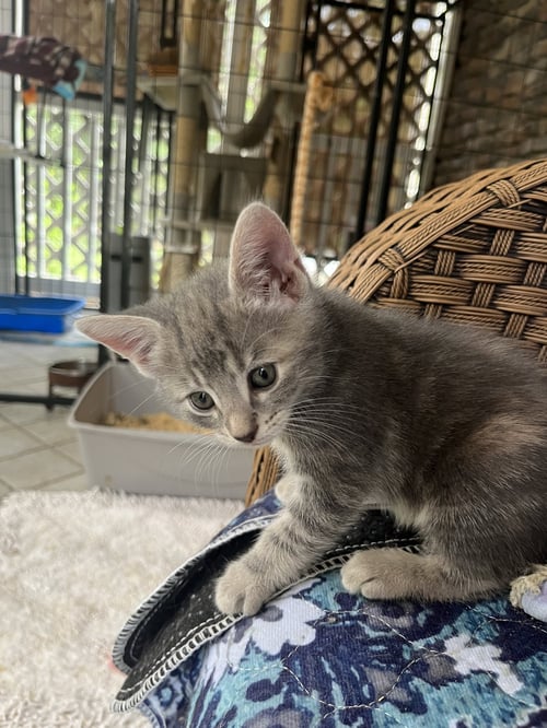 POPPY VAE - Dilute Tortoiseshell available for adoption