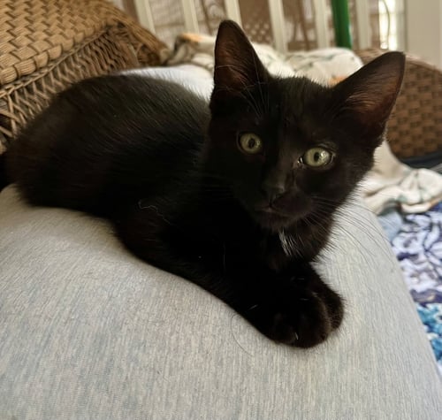 ZACCHAEUS - Domestic Short Hair for adoption in Winston-Salem