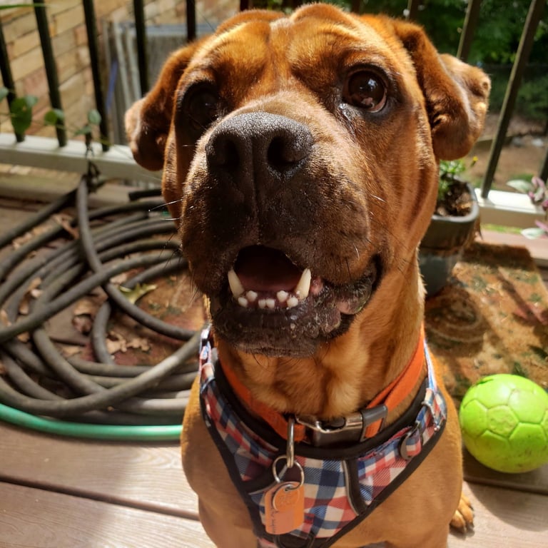 Toby Image