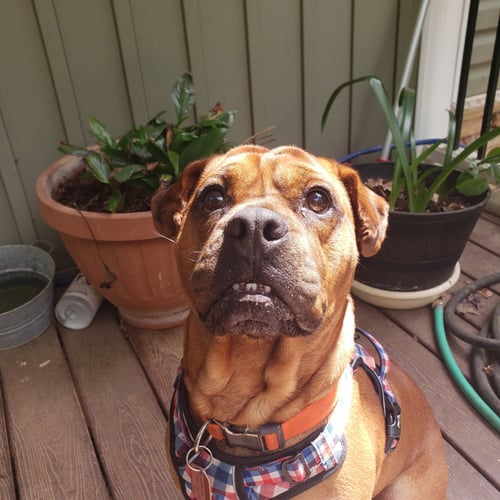 TOBY - Boxer / Shar Pei available for adoption
