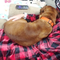 Toby - Photo 3