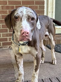 Jasper - Photo 9