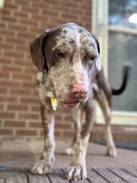 Jasper - Photo 8