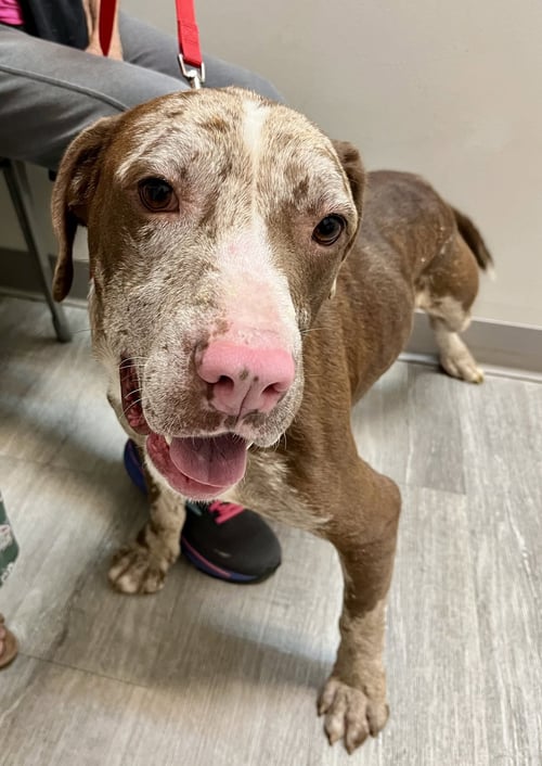 JASPER - Catahoula Leopard Dog / Terrier available for adoption