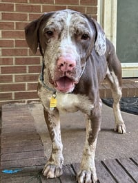 Jasper - Photo 3