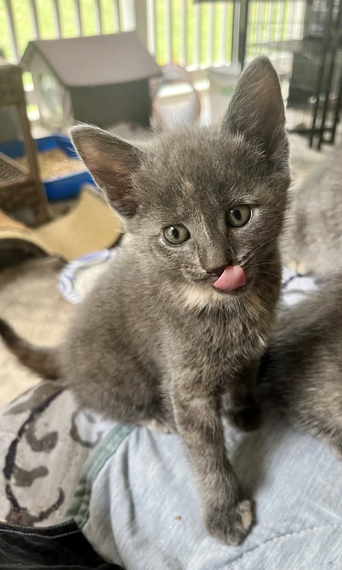 POSEY - Dilute Tortoiseshell for adoption in Winston-Salem