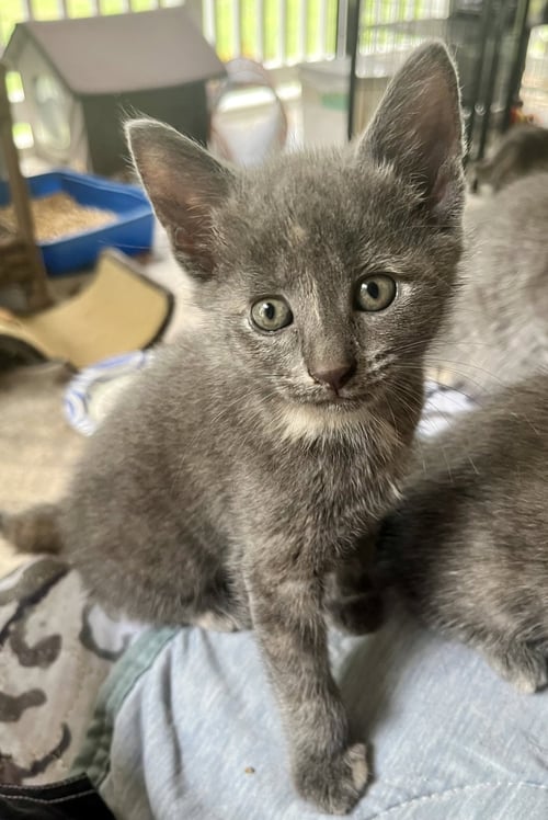 POSEY - Dilute Tortoiseshell available for adoption