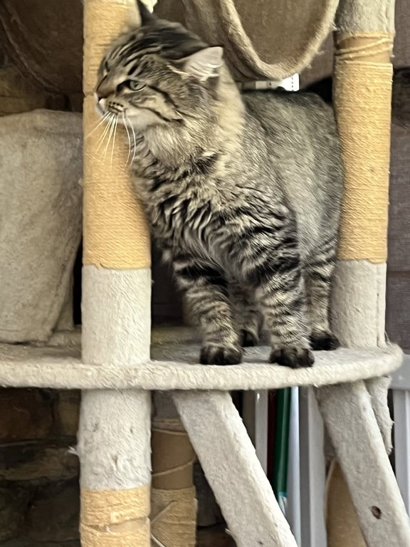 Esther Image