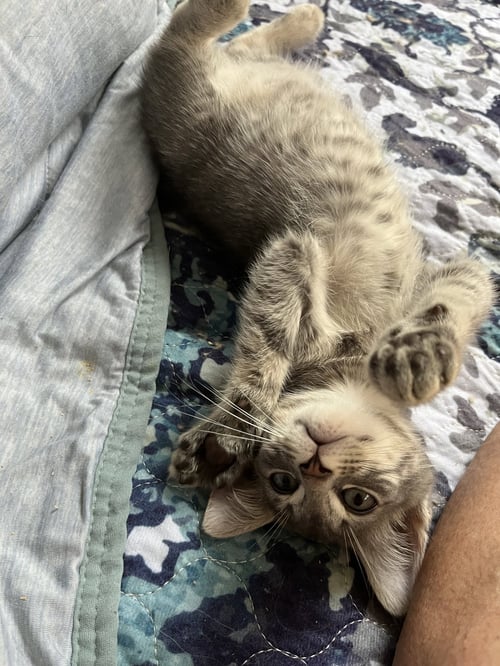 JOSIAH - Tabby for adoption in Winston-Salem