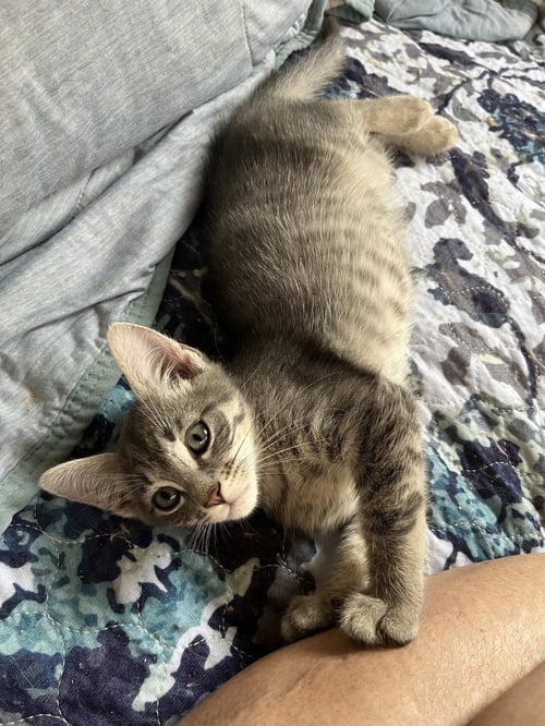 JOSIAH - Tabby available for adoption