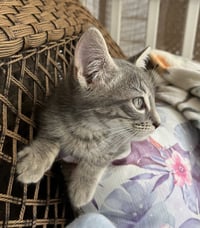 Josiah - Photo 5