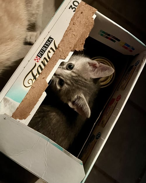 PRESLEY - Tabby for adoption in Winston-Salem