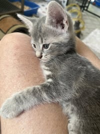 Presley - Photo 5