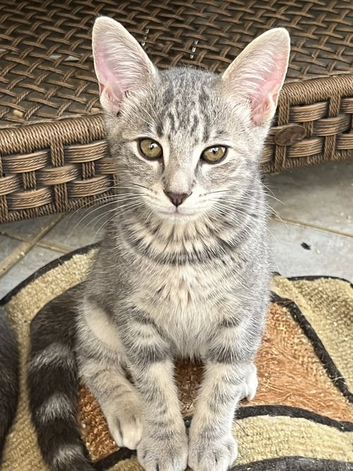 PRESLEY - Tabby available for adoption
