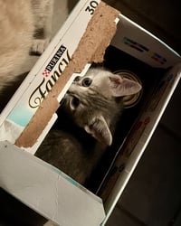 Presley - Photo 3