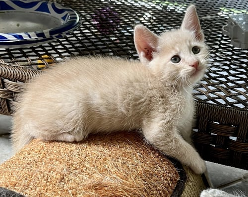 PERCY - Domestic Short Hair for adoption in Winston-Salem