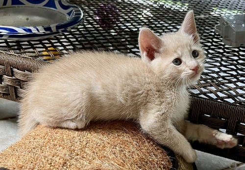 PERCY - Domestic Short Hair available for adoption