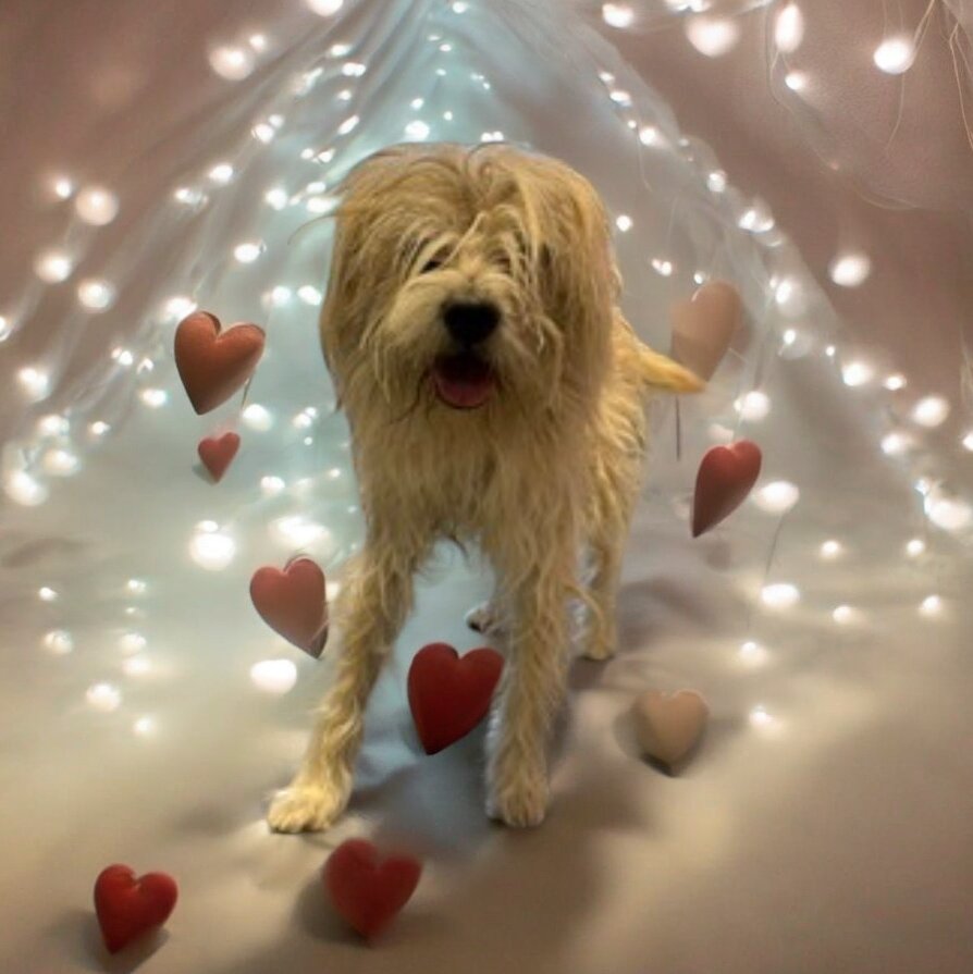 BENNY - Terrier available for adoption