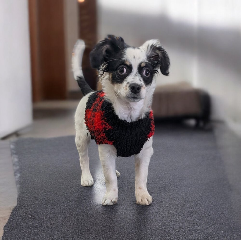 BLAZEN - Chihuahua available for adoption