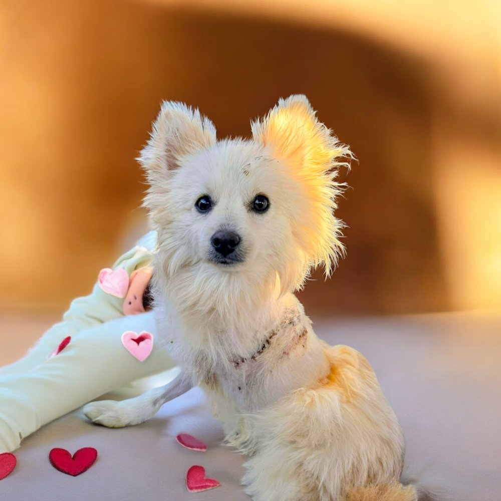 BRISTOL - Pomeranian available for adoption