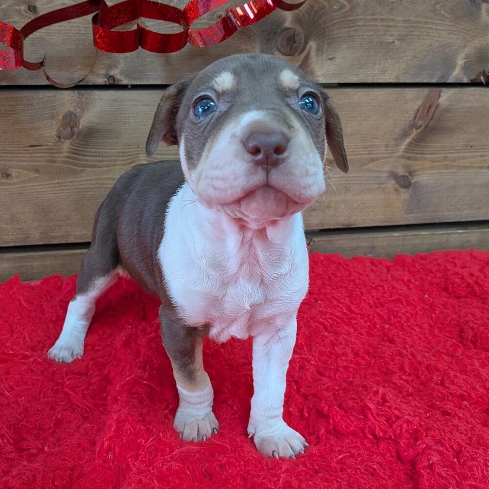 MADAM SQUISHABELLE - Terrier available for adoption