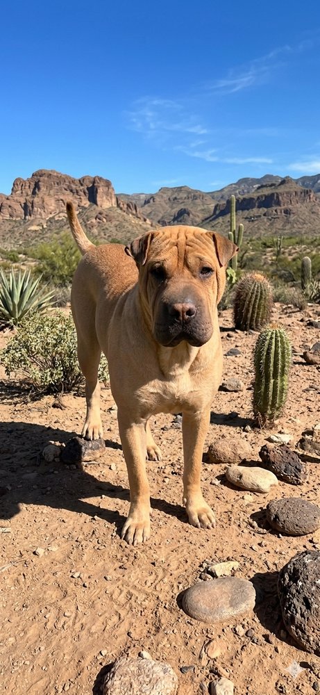 JANI - Shar Pei available for adoption