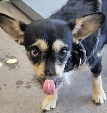 MAIZEY - Chihuahua available for adoption