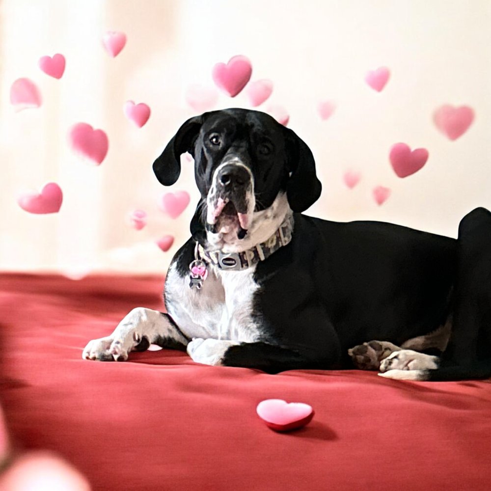 OLIVER - Great Dane available for adoption